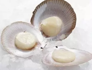 憶探索海(hǎi)鮮中的(de)滋補佳品-元貝