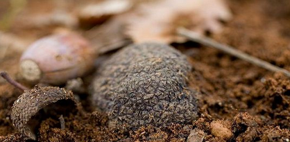 1469070947395610.png blob.png